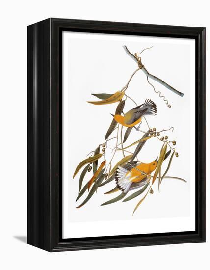 Audubon: Warbler-John James Audubon-Framed Premier Image Canvas