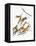 Audubon: Warbler-John James Audubon-Framed Premier Image Canvas