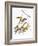 Audubon: Warbler-John James Audubon-Framed Giclee Print