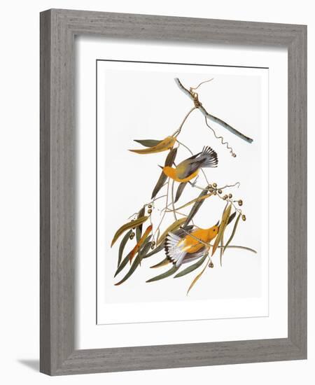 Audubon: Warbler-John James Audubon-Framed Giclee Print