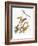 Audubon: Warbler-John James Audubon-Framed Giclee Print