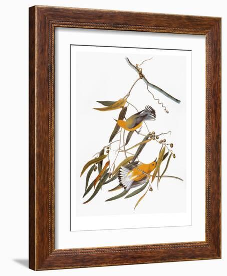 Audubon: Warbler-John James Audubon-Framed Giclee Print