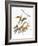 Audubon: Warbler-John James Audubon-Framed Giclee Print