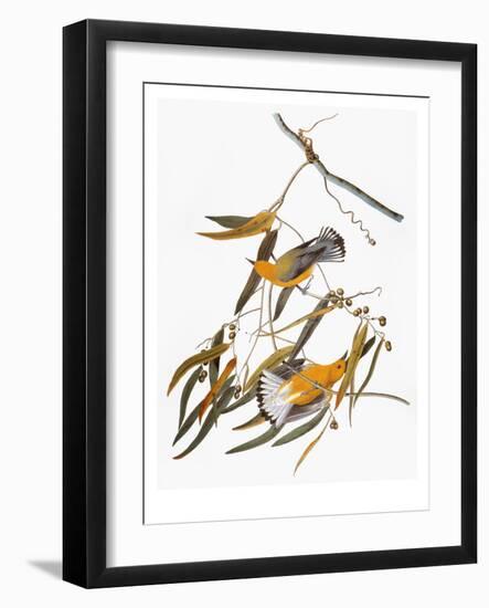 Audubon: Warbler-John James Audubon-Framed Giclee Print