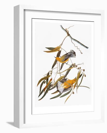 Audubon: Warbler-John James Audubon-Framed Giclee Print