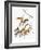 Audubon: Warbler-John James Audubon-Framed Giclee Print