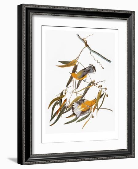 Audubon: Warbler-John James Audubon-Framed Giclee Print