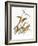 Audubon: Warbler-John James Audubon-Framed Giclee Print