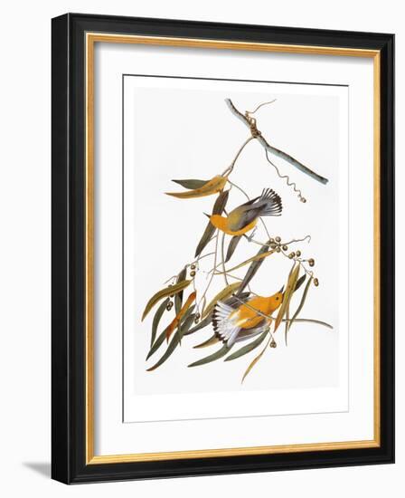 Audubon: Warbler-John James Audubon-Framed Giclee Print