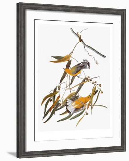 Audubon: Warbler-John James Audubon-Framed Giclee Print