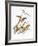 Audubon: Warbler-John James Audubon-Framed Giclee Print