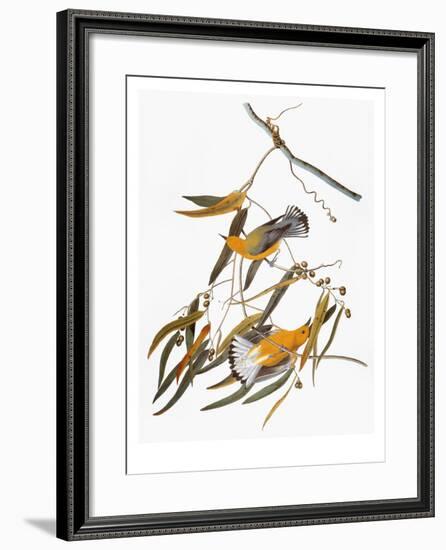 Audubon: Warbler-John James Audubon-Framed Giclee Print