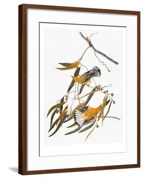 Audubon: Warbler-John James Audubon-Framed Giclee Print