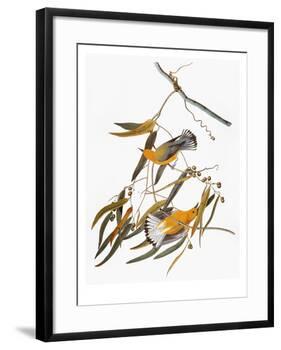 Audubon: Warbler-John James Audubon-Framed Giclee Print