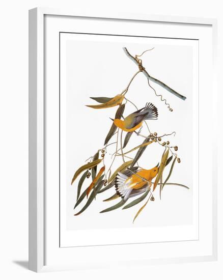 Audubon: Warbler-John James Audubon-Framed Giclee Print