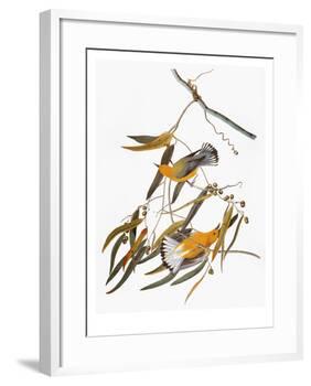 Audubon: Warbler-John James Audubon-Framed Giclee Print