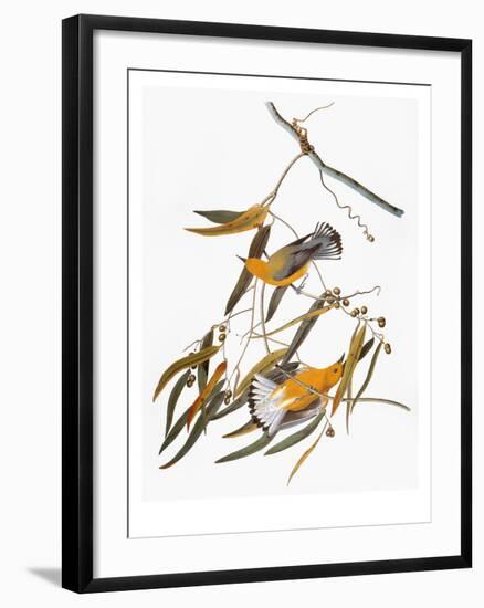 Audubon: Warbler-John James Audubon-Framed Giclee Print