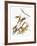 Audubon: Warbler-John James Audubon-Framed Giclee Print