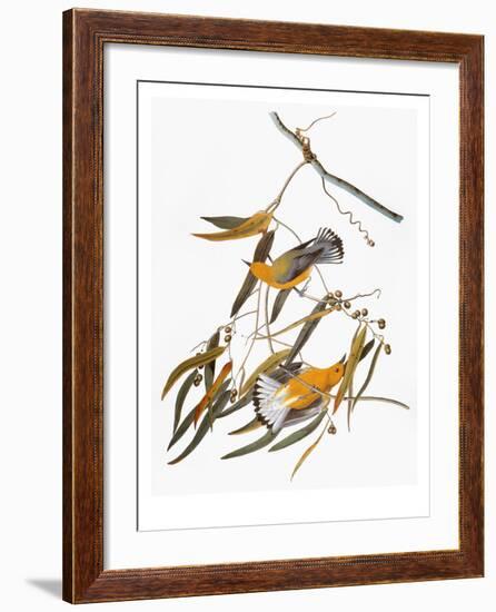 Audubon: Warbler-John James Audubon-Framed Giclee Print