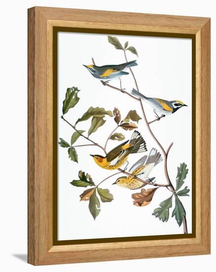 Audubon: Warbler-John James Audubon-Framed Premier Image Canvas