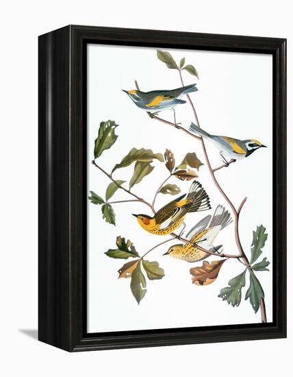 Audubon: Warbler-John James Audubon-Framed Premier Image Canvas