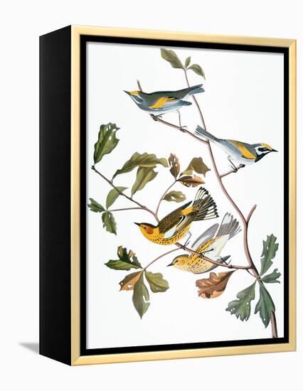 Audubon: Warbler-John James Audubon-Framed Premier Image Canvas