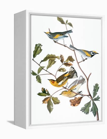 Audubon: Warbler-John James Audubon-Framed Premier Image Canvas