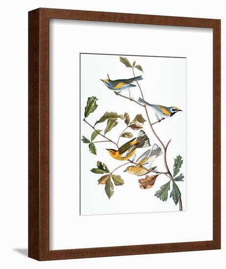 Audubon: Warbler-John James Audubon-Framed Premium Giclee Print