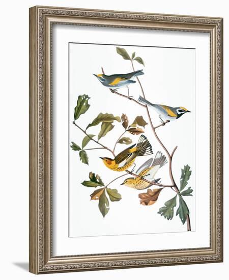 Audubon: Warbler-John James Audubon-Framed Giclee Print