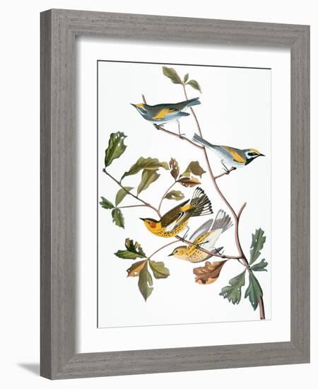 Audubon: Warbler-John James Audubon-Framed Giclee Print