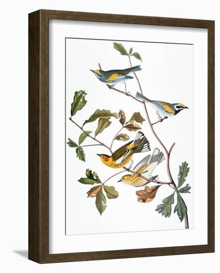 Audubon: Warbler-John James Audubon-Framed Giclee Print