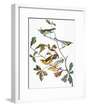 Audubon: Warbler-John James Audubon-Framed Giclee Print