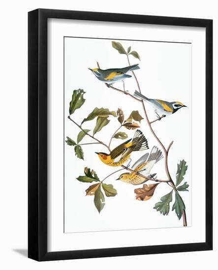 Audubon: Warbler-John James Audubon-Framed Giclee Print