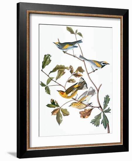 Audubon: Warbler-John James Audubon-Framed Giclee Print