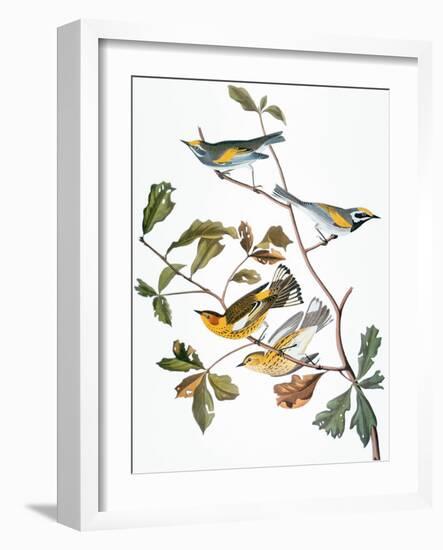 Audubon: Warbler-John James Audubon-Framed Giclee Print