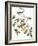 Audubon: Warbler-John James Audubon-Framed Giclee Print