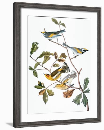 Audubon: Warbler-John James Audubon-Framed Giclee Print