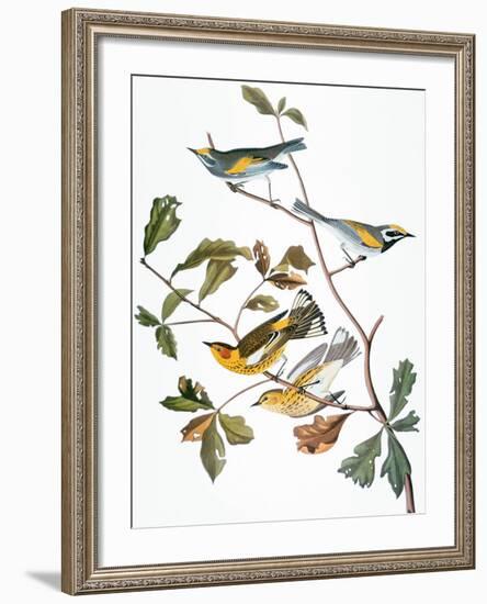 Audubon: Warbler-John James Audubon-Framed Giclee Print