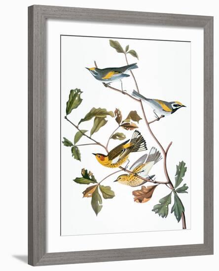 Audubon: Warbler-John James Audubon-Framed Giclee Print