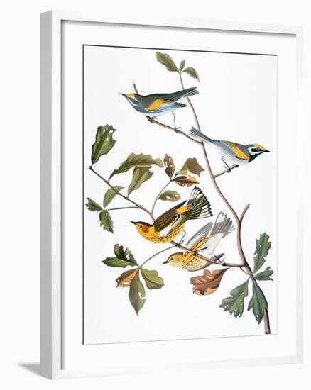 Audubon: Warbler-John James Audubon-Framed Giclee Print