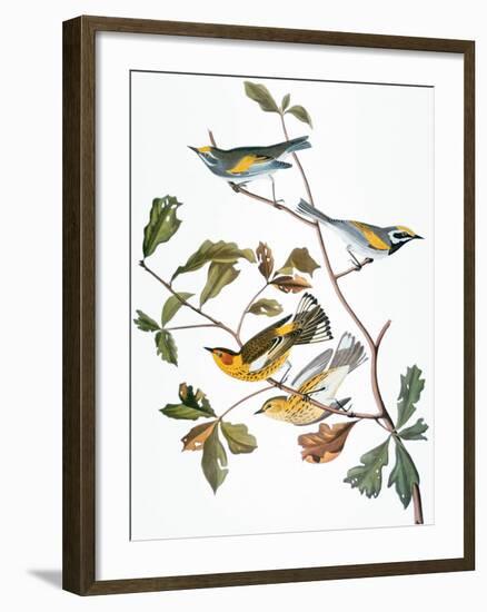 Audubon: Warbler-John James Audubon-Framed Giclee Print