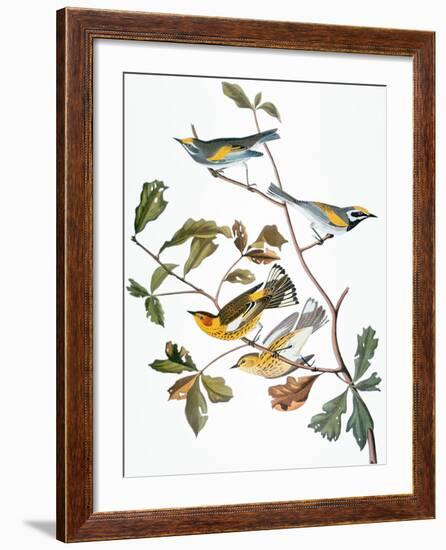 Audubon: Warbler-John James Audubon-Framed Giclee Print