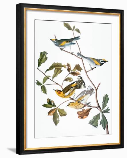 Audubon: Warbler-John James Audubon-Framed Giclee Print