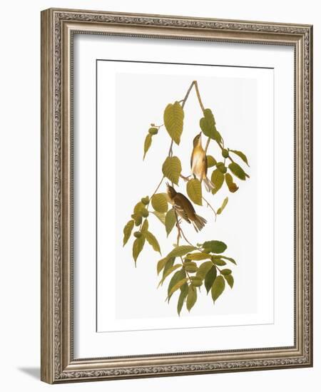 Audubon: Warbler-John James Audubon-Framed Giclee Print