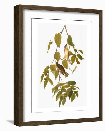 Audubon: Warbler-John James Audubon-Framed Giclee Print