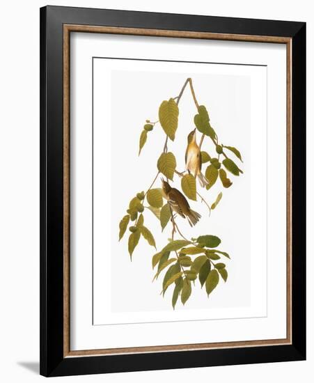 Audubon: Warbler-John James Audubon-Framed Giclee Print