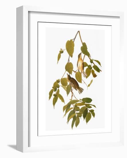 Audubon: Warbler-John James Audubon-Framed Giclee Print