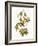 Audubon: Warbler-John James Audubon-Framed Giclee Print