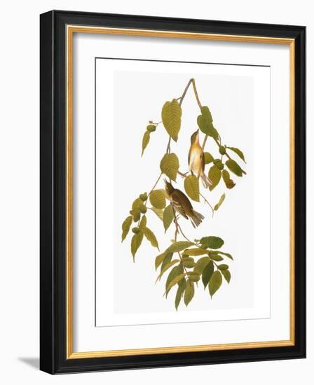 Audubon: Warbler-John James Audubon-Framed Giclee Print