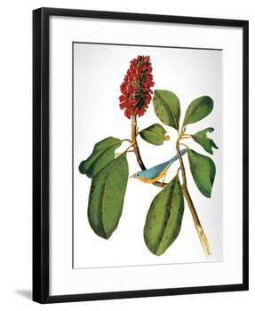 Audubon: Warbler-John James Audubon-Framed Giclee Print